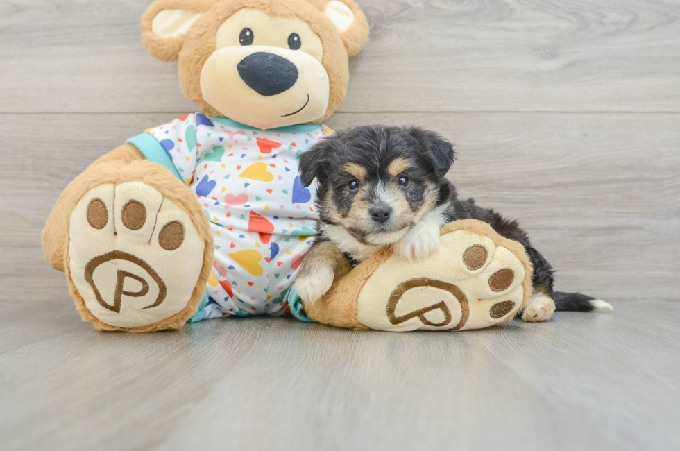 6 week old Aussiechon Puppy For Sale - Florida Fur Babies