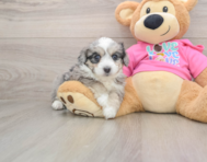 5 week old Aussiechon Puppy For Sale - Florida Fur Babies