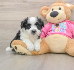 6 week old Aussiechon Puppy For Sale - Florida Fur Babies