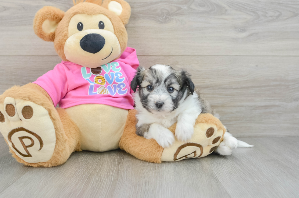 5 week old Aussiechon Puppy For Sale - Florida Fur Babies