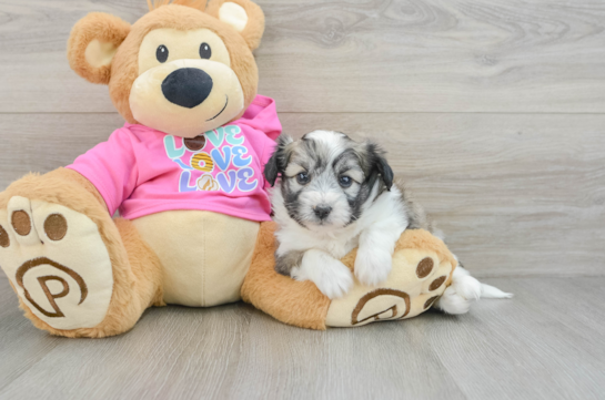 Playful Aussie Bichon Designer Puppy