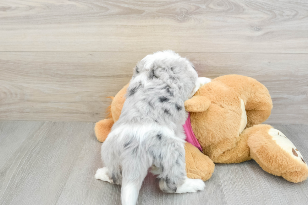 Aussiechon Pup Being Cute