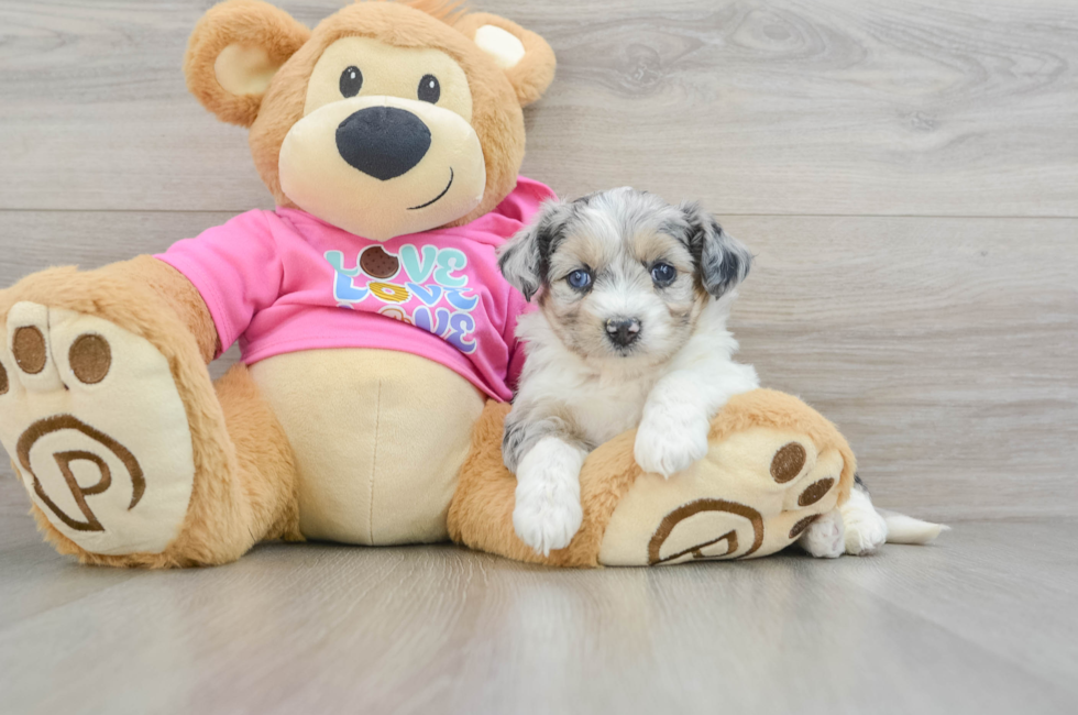 5 week old Aussiechon Puppy For Sale - Florida Fur Babies