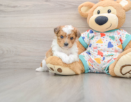 8 week old Aussiechon Puppy For Sale - Florida Fur Babies