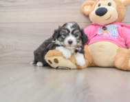 7 week old Aussiechon Puppy For Sale - Florida Fur Babies