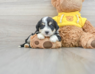 12 week old Aussiechon Puppy For Sale - Florida Fur Babies