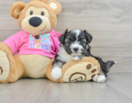 7 week old Aussiechon Puppy For Sale - Florida Fur Babies