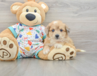 7 week old Aussiechon Puppy For Sale - Florida Fur Babies