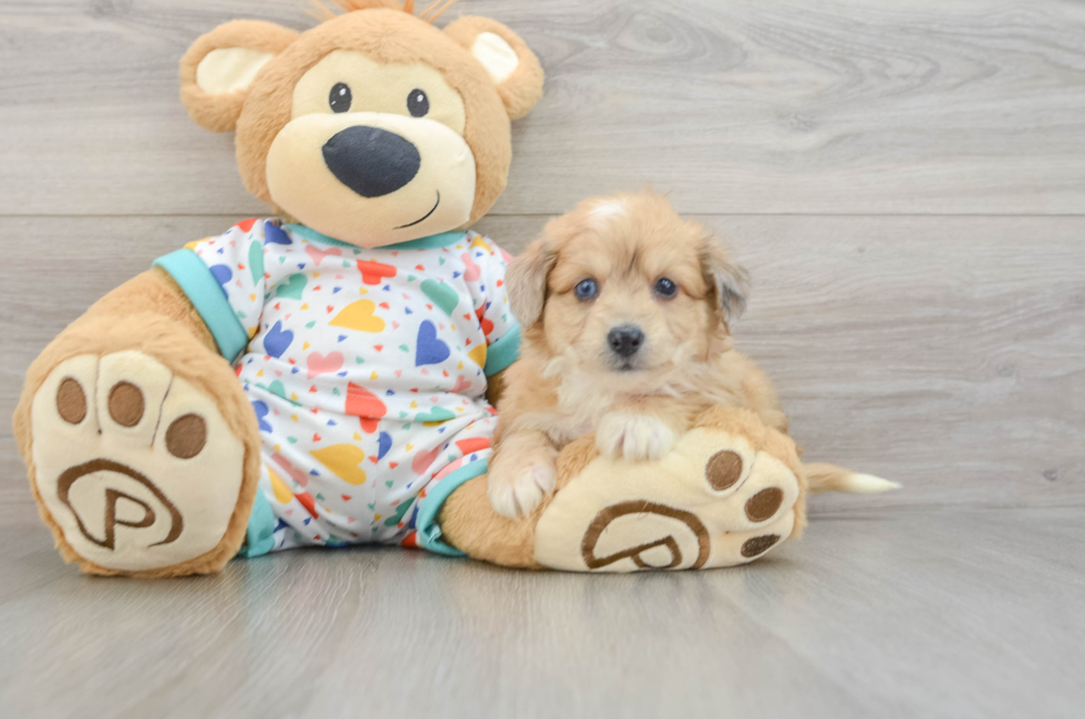 6 week old Aussiechon Puppy For Sale - Florida Fur Babies