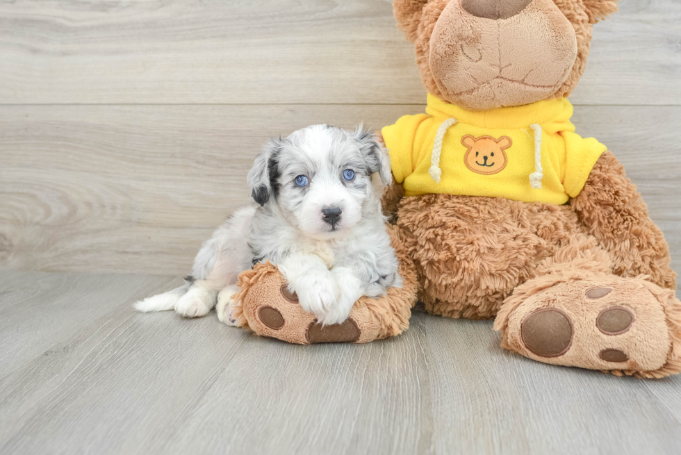 Hypoallergenic Aussie Bichon Designer Puppy