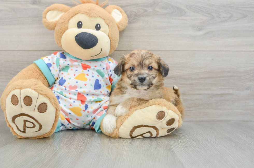 6 week old Aussiechon Puppy For Sale - Florida Fur Babies
