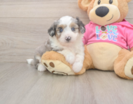 6 week old Aussiechon Puppy For Sale - Florida Fur Babies