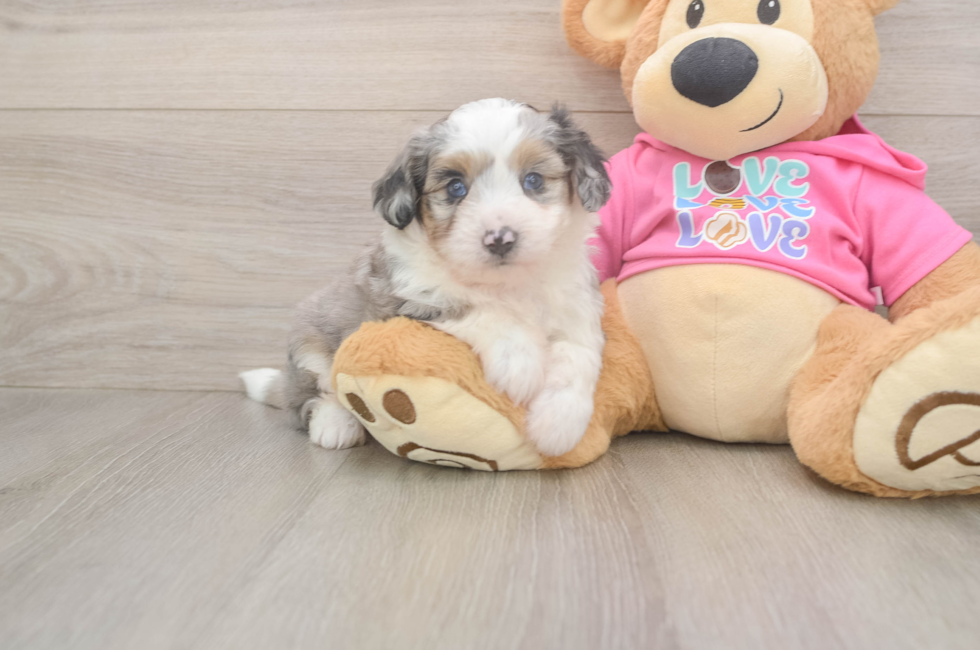 6 week old Aussiechon Puppy For Sale - Florida Fur Babies