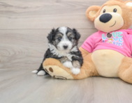 5 week old Aussiechon Puppy For Sale - Florida Fur Babies