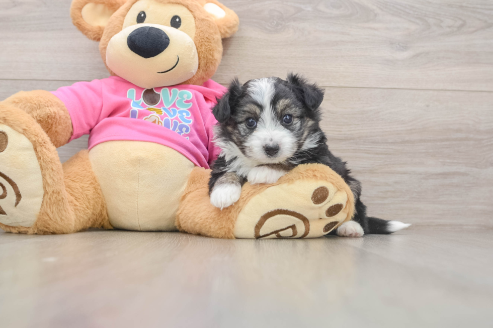 Aussiechon Pup Being Cute