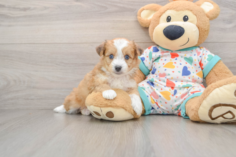 Aussiechon Pup Being Cute