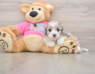 6 week old Aussiechon Puppy For Sale - Florida Fur Babies