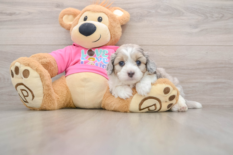Aussiechon Pup Being Cute