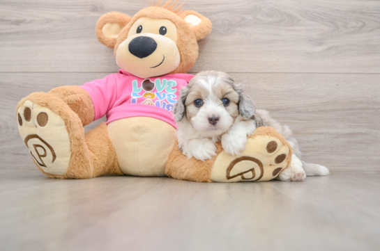 Aussiechon Pup Being Cute