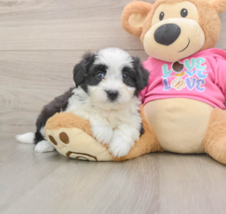 7 week old Aussiechon Puppy For Sale - Florida Fur Babies