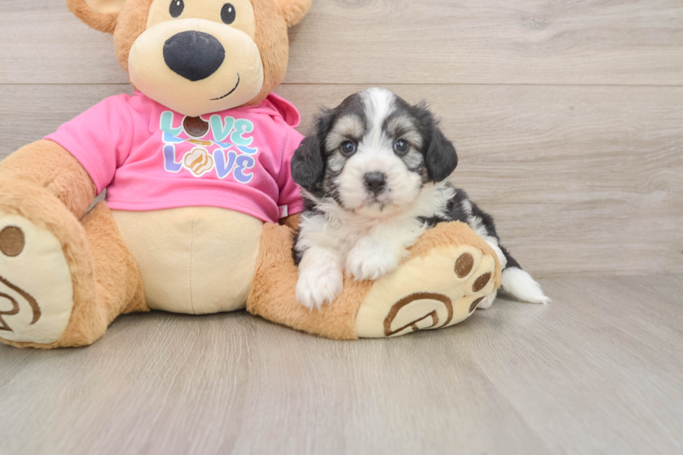 Aussiechon Pup Being Cute