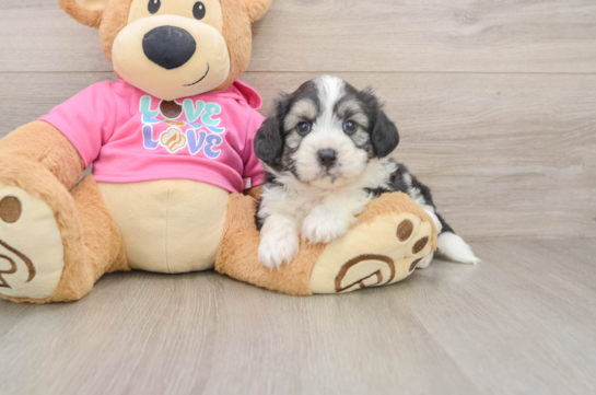 Aussiechon Pup Being Cute