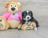 7 week old Aussiechon Puppy For Sale - Florida Fur Babies