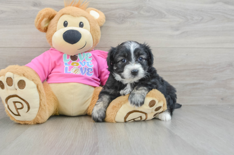 7 week old Aussiechon Puppy For Sale - Florida Fur Babies