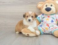 8 week old Aussiechon Puppy For Sale - Florida Fur Babies