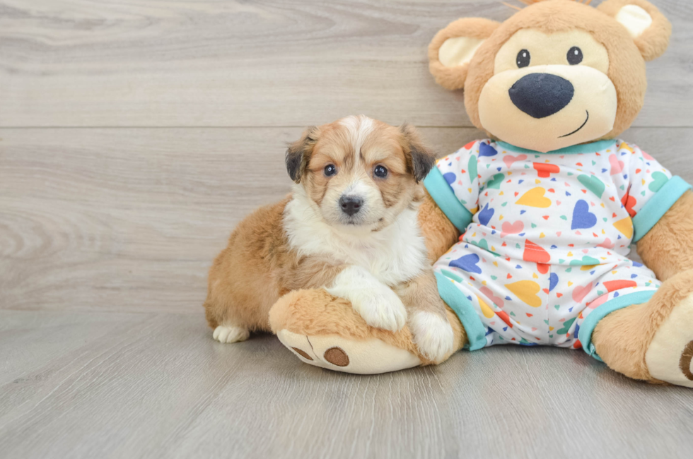 6 week old Aussiechon Puppy For Sale - Florida Fur Babies