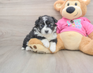 6 week old Aussiechon Puppy For Sale - Florida Fur Babies