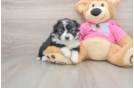 Aussiechon Puppy for Adoption