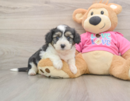 8 week old Aussiechon Puppy For Sale - Florida Fur Babies