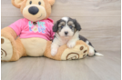 Smart Aussiechon Designer Pup