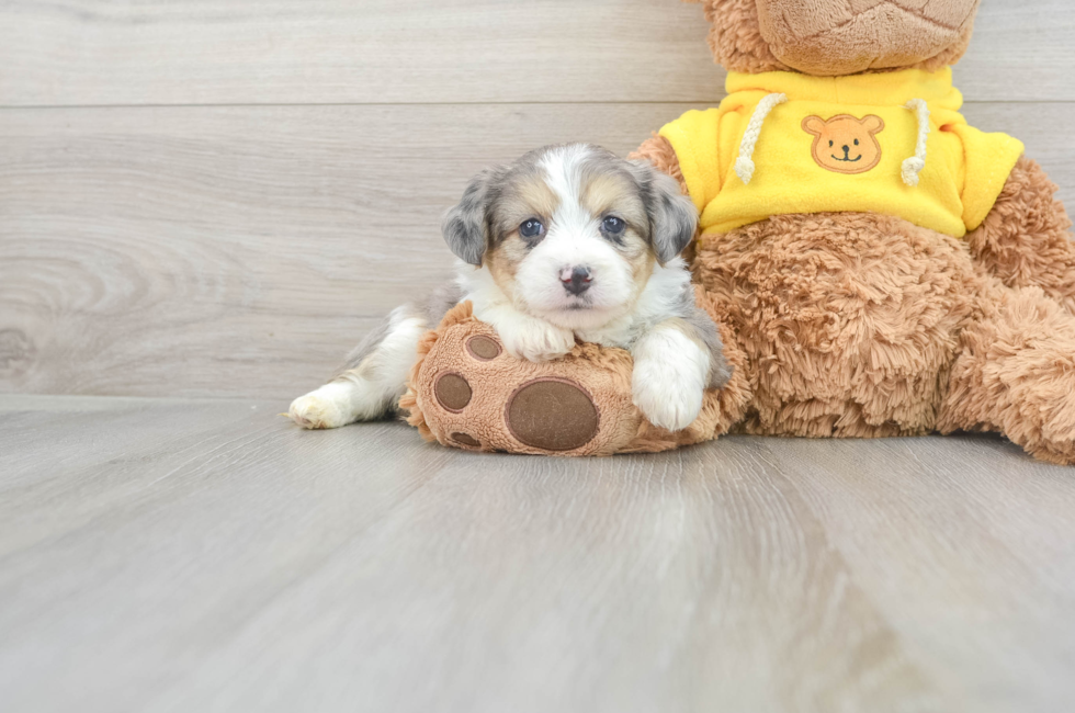 8 week old Aussiechon Puppy For Sale - Florida Fur Babies