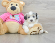 7 week old Aussiechon Puppy For Sale - Florida Fur Babies