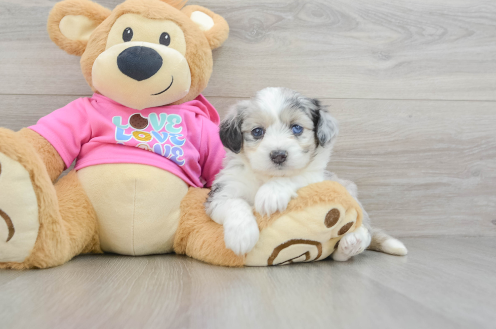 5 week old Aussiechon Puppy For Sale - Florida Fur Babies