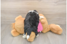 Petite Aussiechon Designer Pup