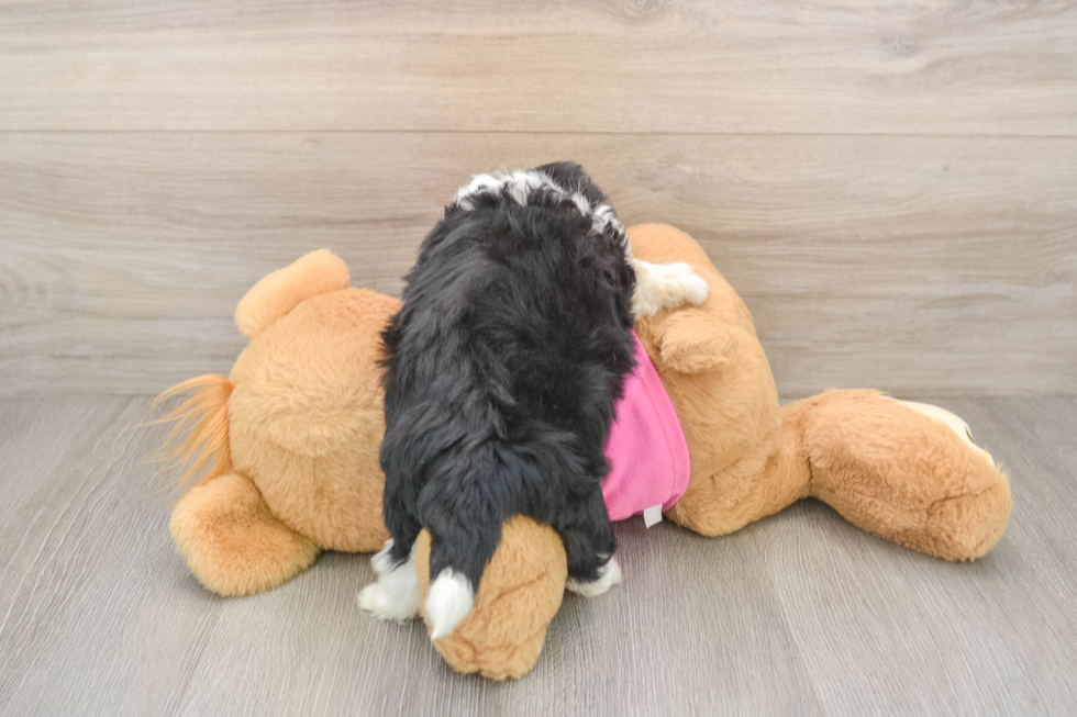 Petite Aussiechon Designer Pup