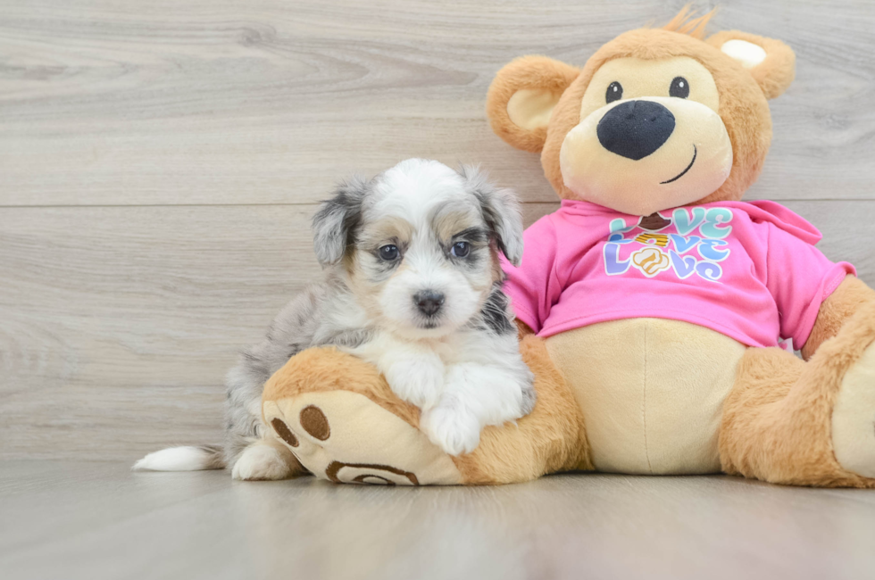 6 week old Aussiechon Puppy For Sale - Florida Fur Babies