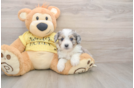 Playful Aussie Bichon Designer Puppy