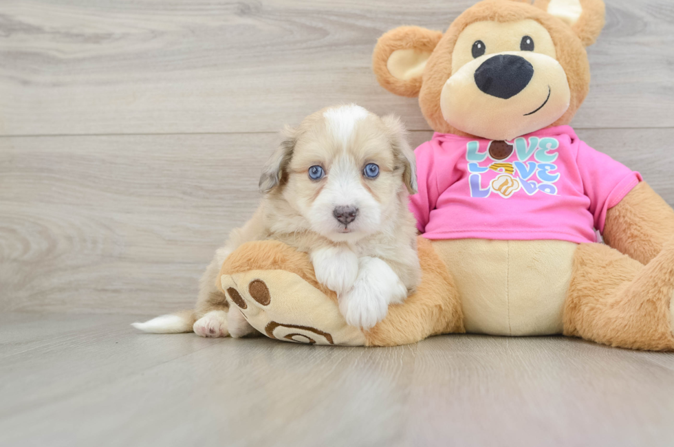 6 week old Aussiechon Puppy For Sale - Florida Fur Babies