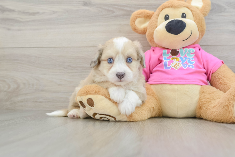 Meet Falk - our Aussiechon Puppy Photo 1/3 - Florida Fur Babies