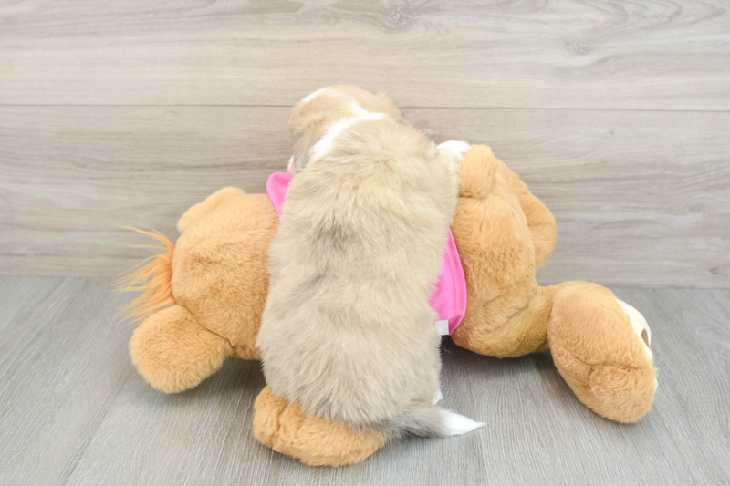 Meet Falk - our Aussiechon Puppy Photo 2/3 - Florida Fur Babies