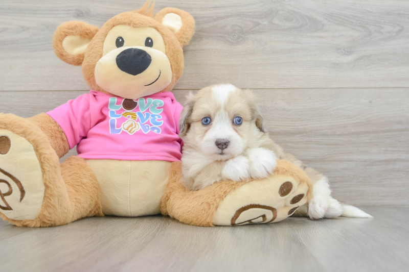 Meet Falk - our Aussiechon Puppy Photo 3/3 - Florida Fur Babies