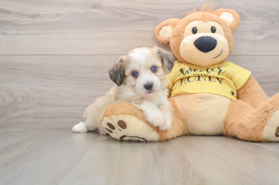 Aussiechon Puppy for Adoption