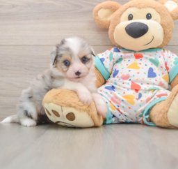 6 week old Aussiechon Puppy For Sale - Florida Fur Babies