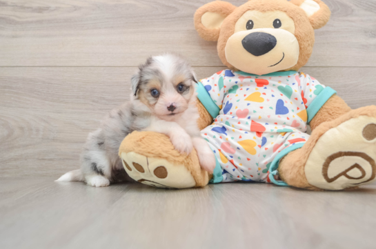 Funny Aussiechon Designer Pup