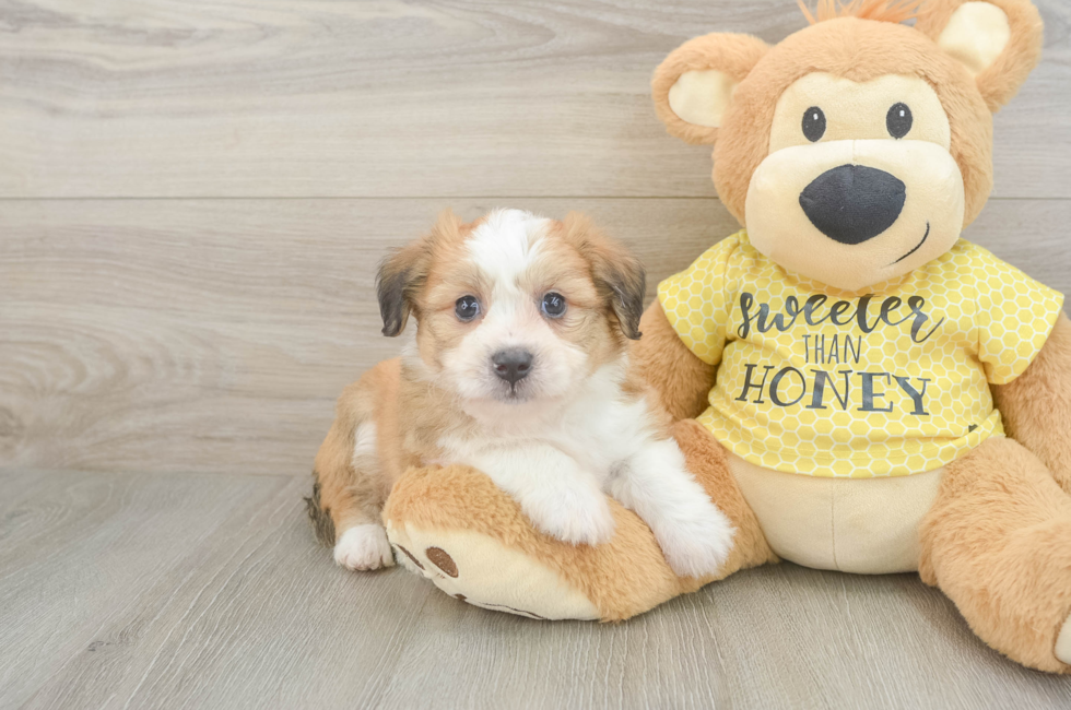 5 week old Aussiechon Puppy For Sale - Florida Fur Babies