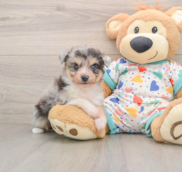 6 week old Aussiechon Puppy For Sale - Florida Fur Babies